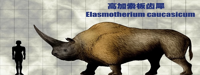 Elasmotherium Sibiricum