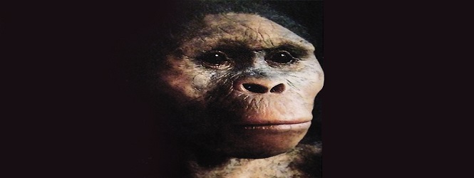 Derbarê ‘Australopithecus Afarensis’ de Zanînên Nû