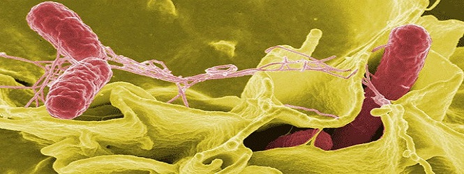 Bakteriya Salmonella Tûmorê Tune Dike